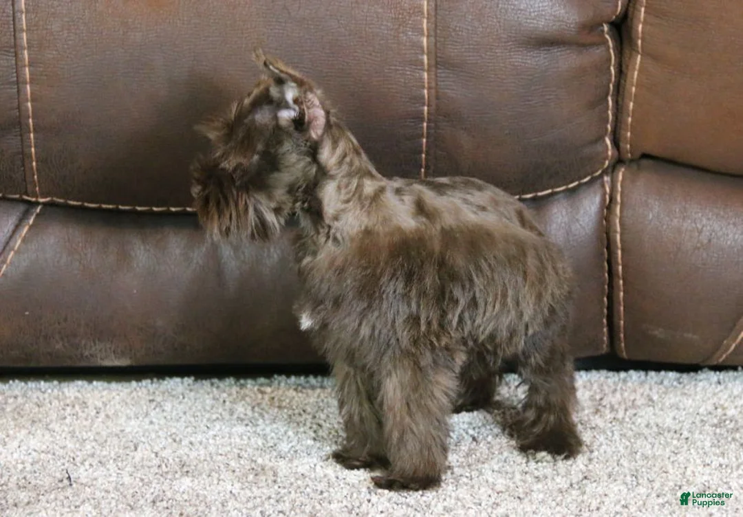 Miniature Schnauzer dogs for sale: Millie - Ad 6