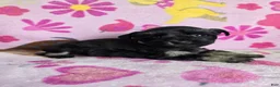 Miniature Schnauzer dogs for sale: Marcie - Ad 2