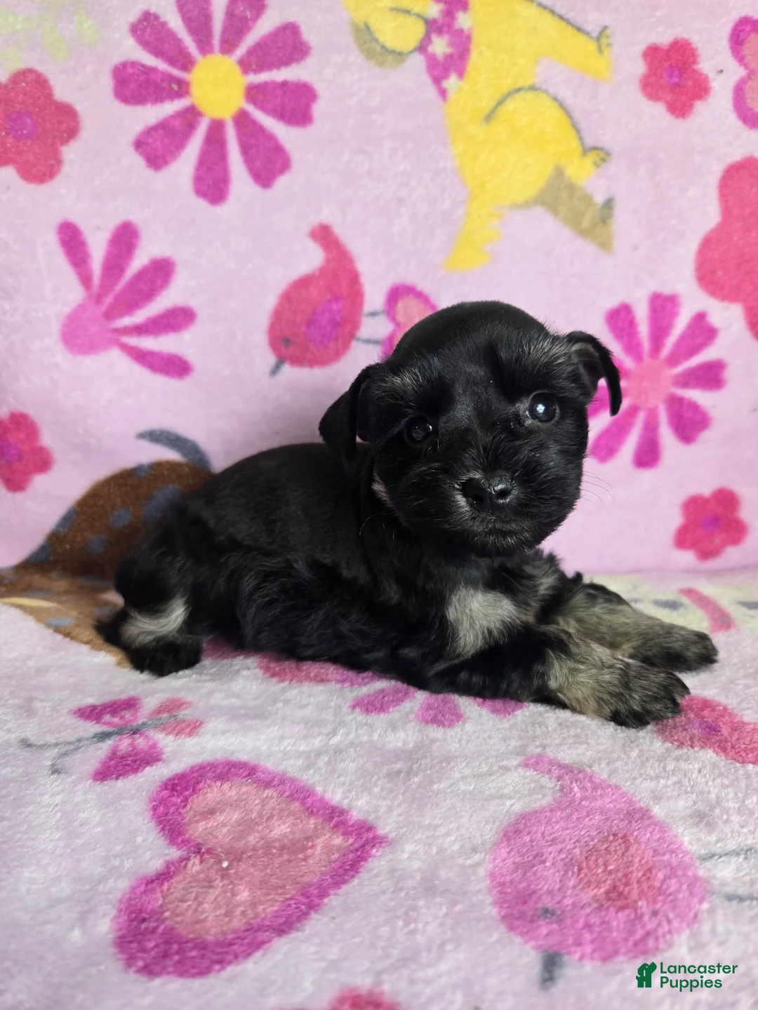 Miniature Schnauzer dogs for sale: Marcie - Ad 2