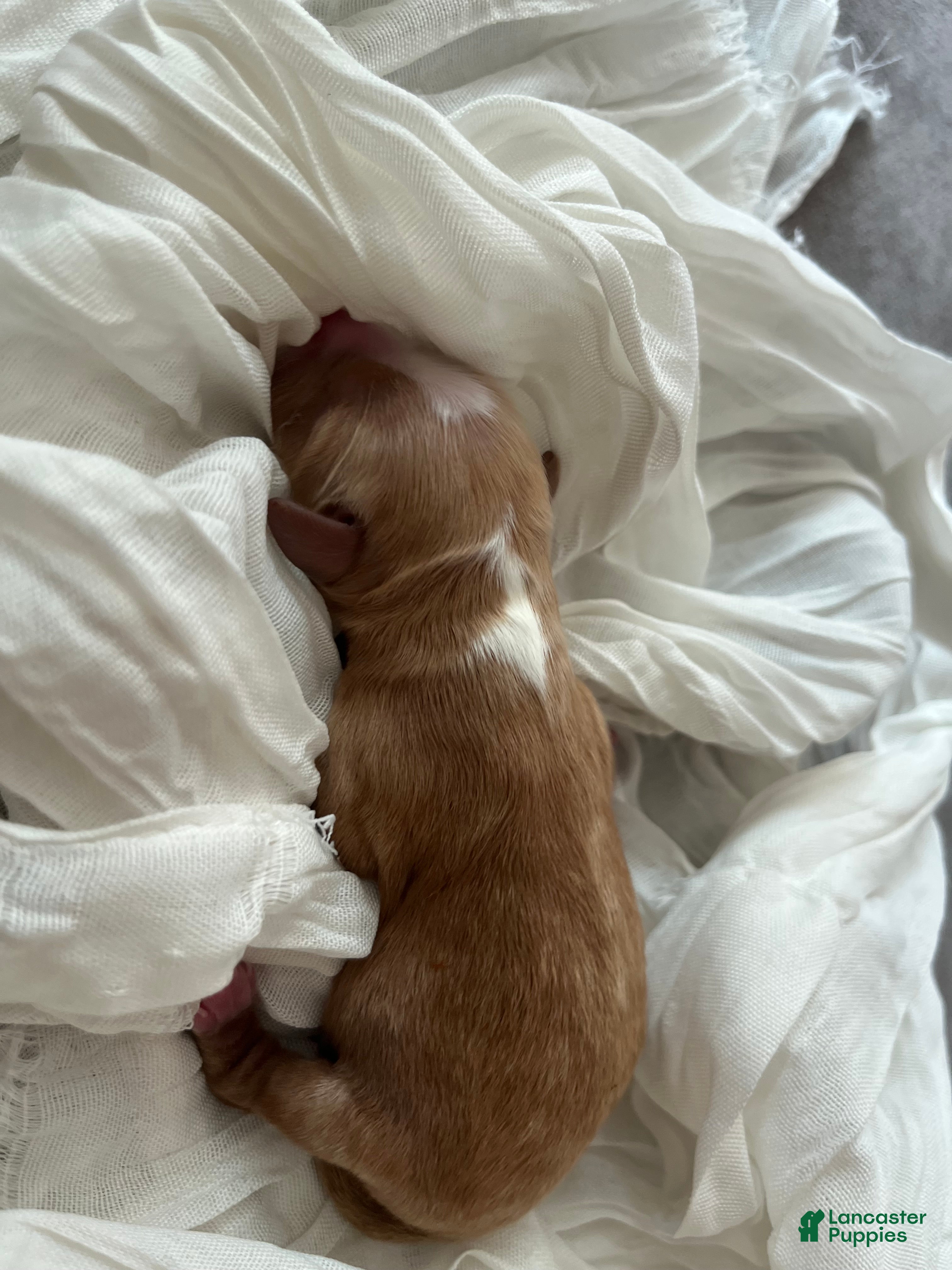 Cavapoo dogs Pecan - Ad 29