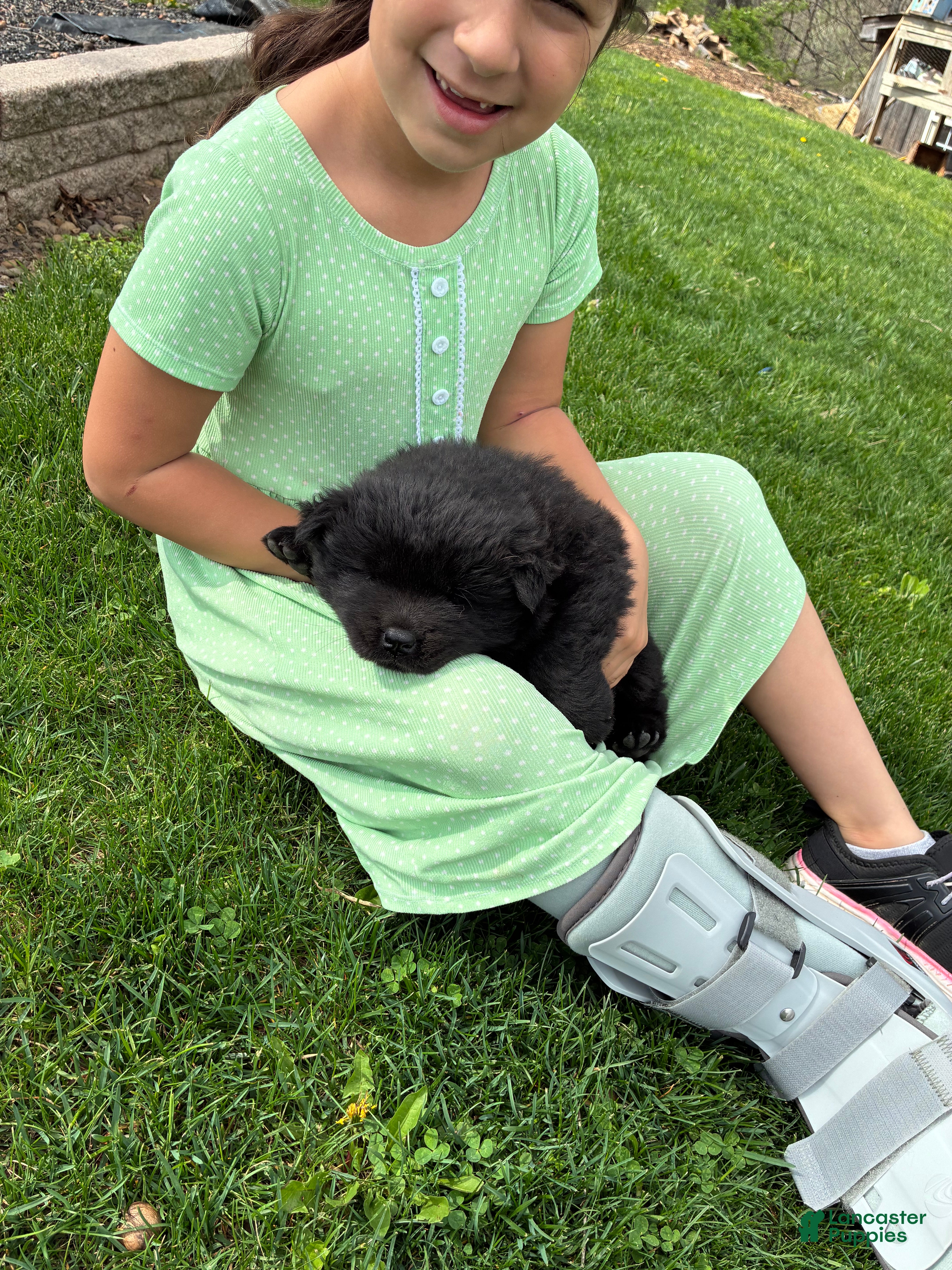 Chow Chow dogs Chow Chow Puppy 1 - Ad 1