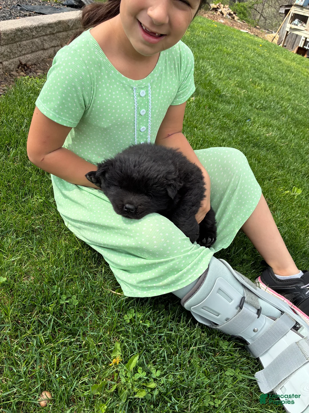 Chow Chow dogs for sale: Violet  - Ad 1