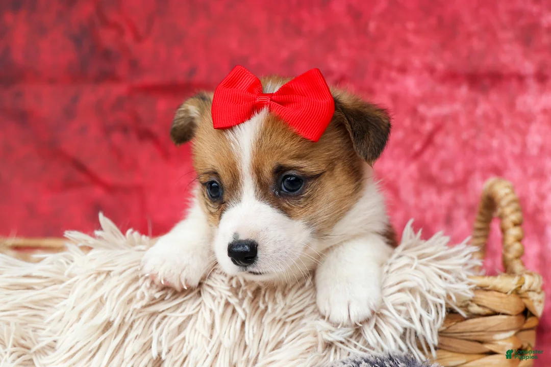 Welsh Corgi Pembroke dogs for sale:   Arlo💙 - Ad 1