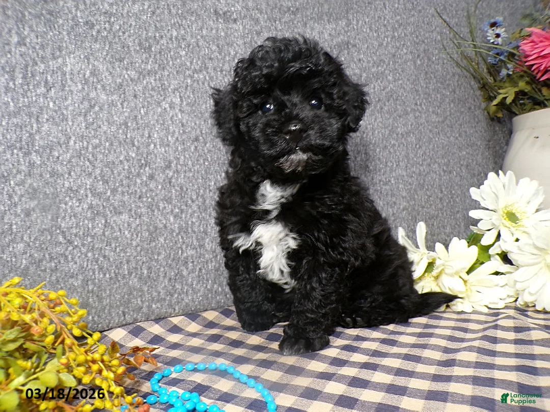 Havapoo dogs for sale: Knight - Ad 2