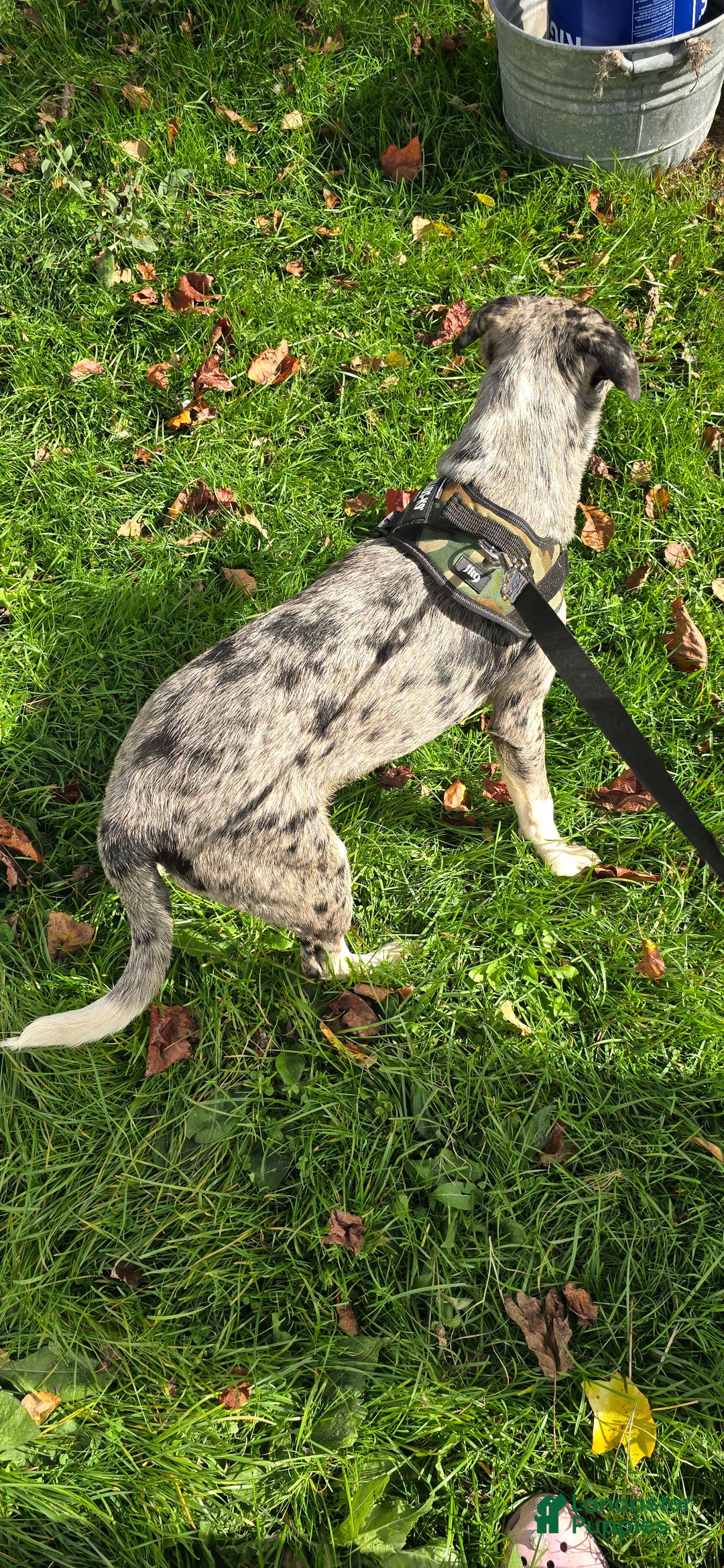 Mixed Breed dogs for sale: Rocky - Ad 4