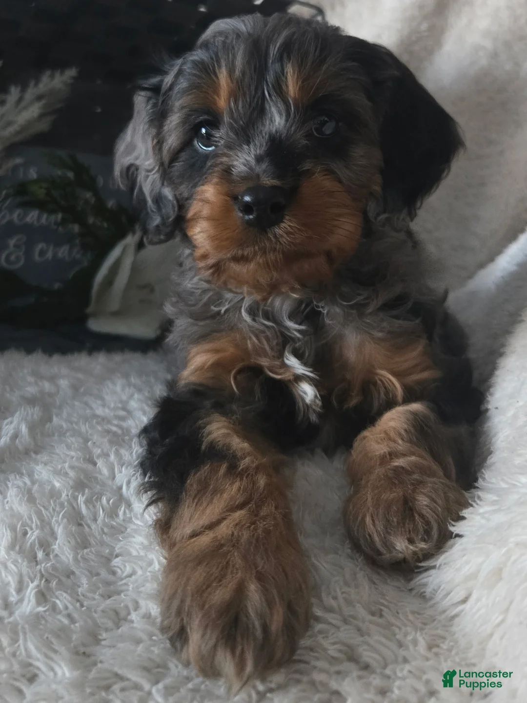 Cavapoo dogs for sale: Rocky - Ad 7