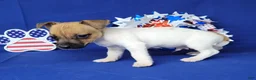 Jack Russell Terrier dogs for sale: Jude purebred JRT - Ad 4
