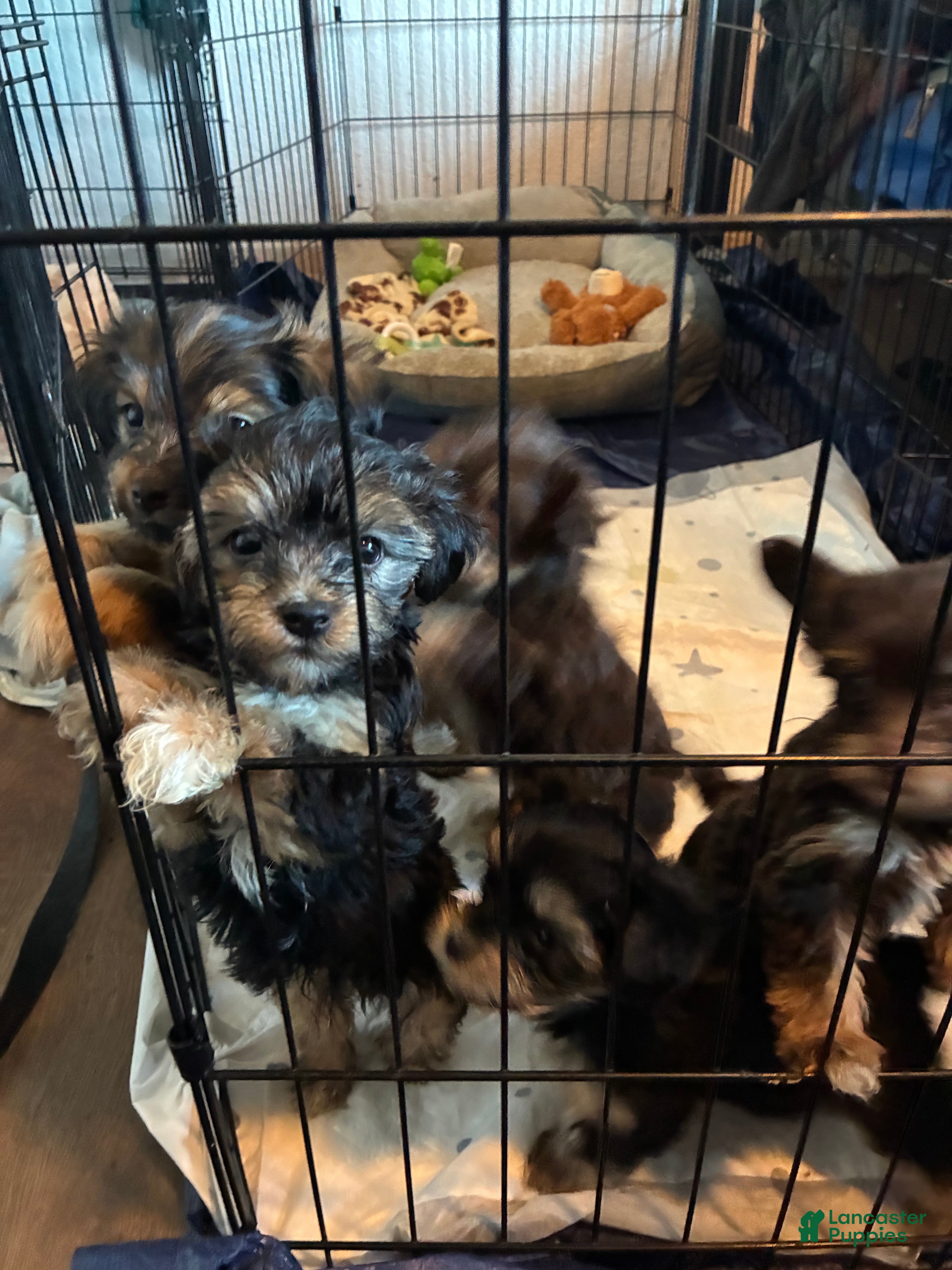 Yorkiepoo dogs Yorkiepoo 5 - Ad 8