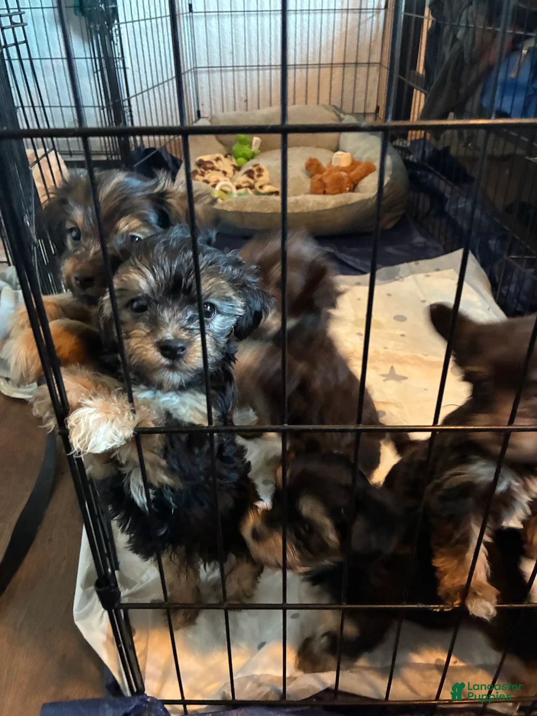 Yorkiepoo dogs for sale: Yorkiepoo 5 - Ad 1