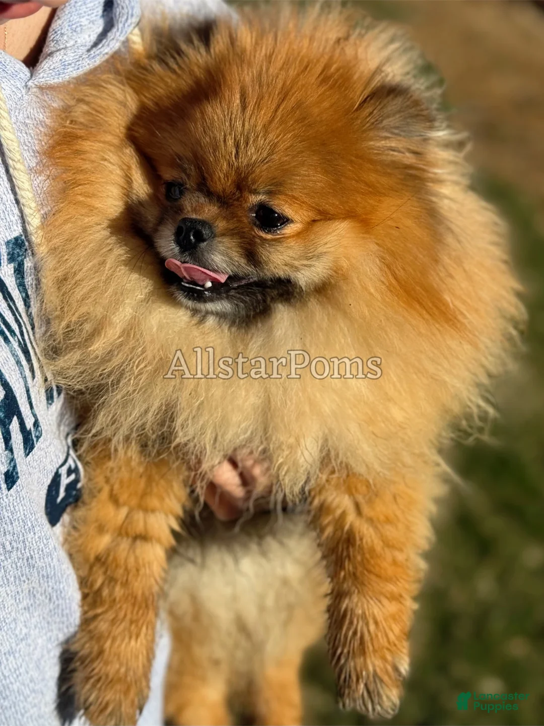 Pomeranian dogs for sale: Dumpling - Ad 9