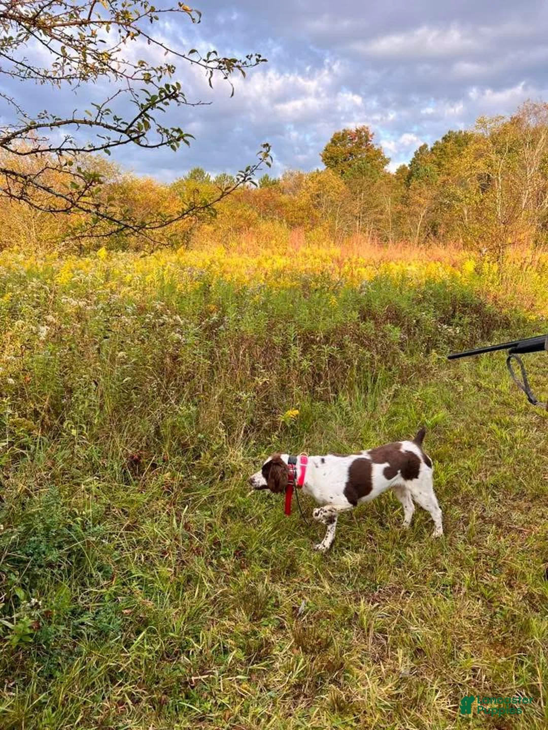 Brittany Spaniel dogs for sale: Brittany Spaniel Puppy 2 - Ad 2