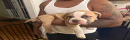 American Bully dogs for sale: Brutis  - Ad 5