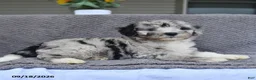 Mini Aussiedoodle dogs for sale: Jaxon - Ad 3