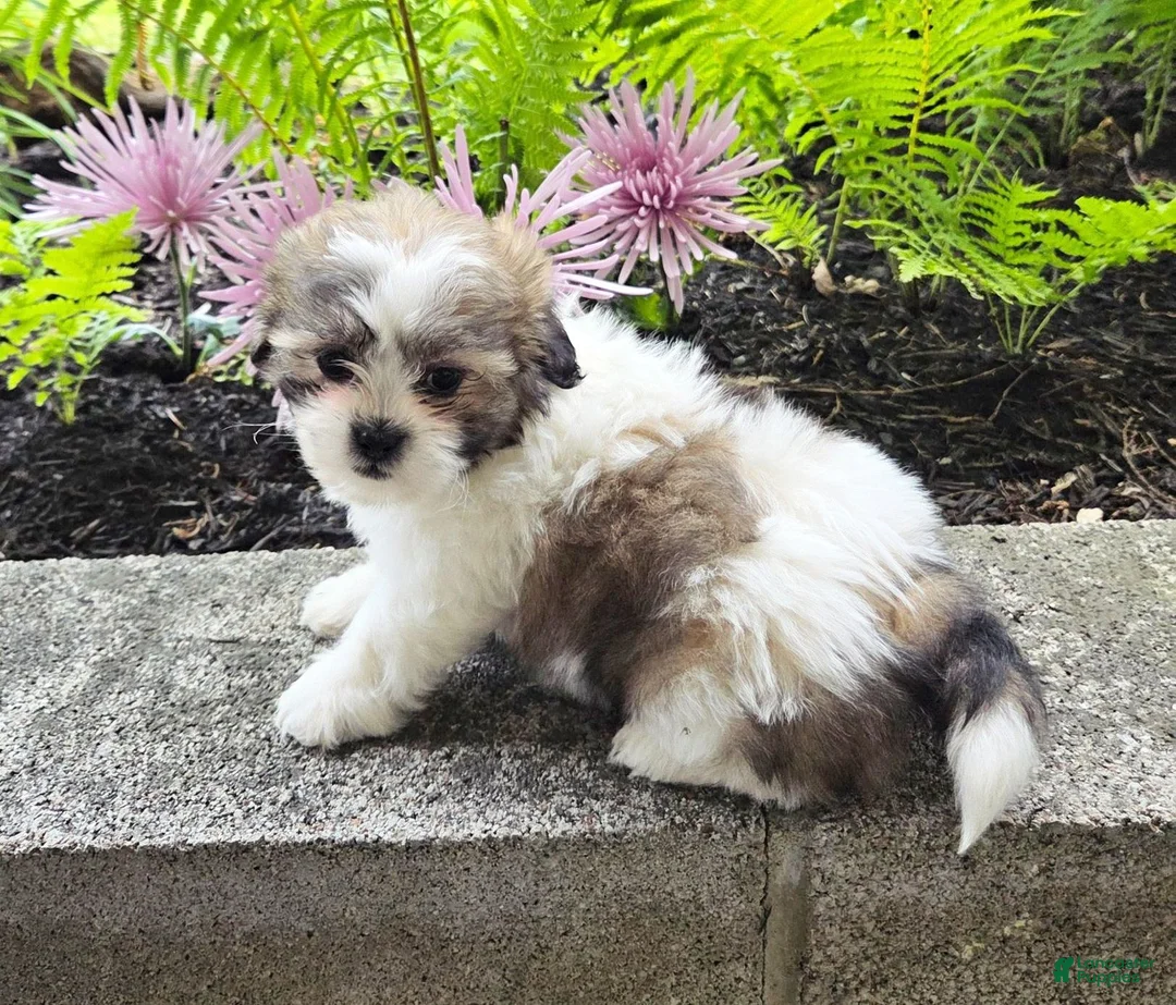 Teddy Bear dogs for sale: Sherry - Ad 3