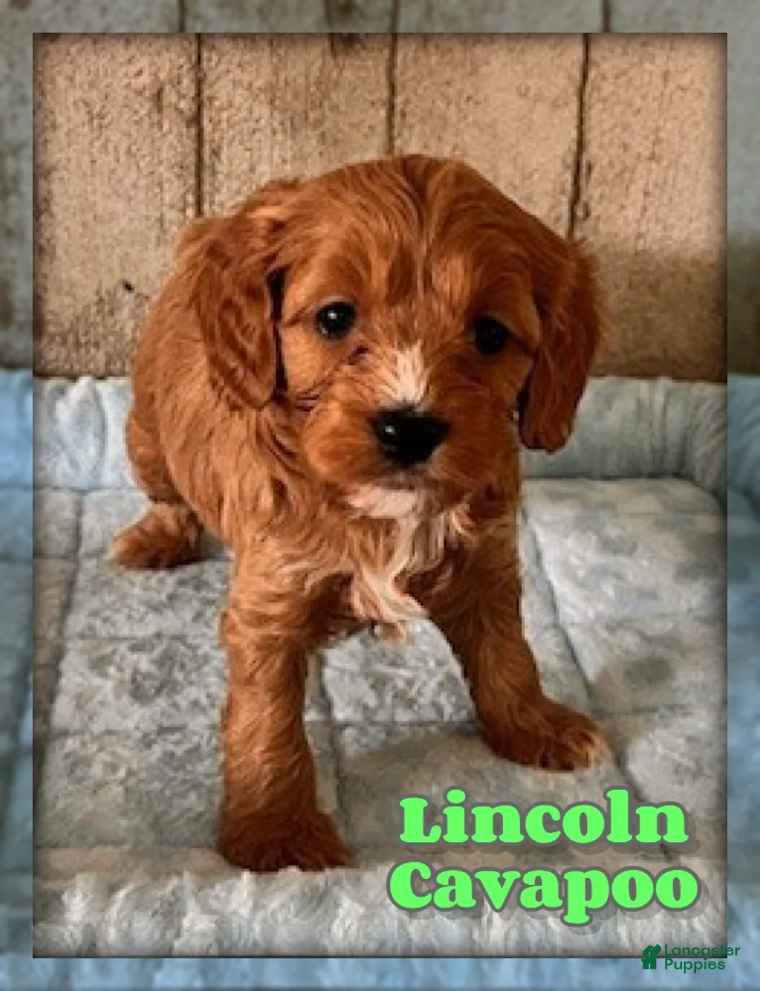 Cavapoo dogs for sale: Lincoln - Ad 1