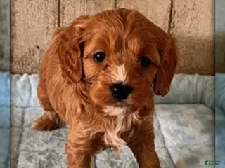 Cavapoo dogs for sale: Lincoln - Ad 4