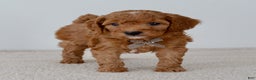 Mini Goldendoodle dogs for sale: Gingersnap-petite  - Ad 2