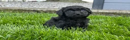Miniature Poodle dogs for sale: Annamae Miniature Poodle Puppy  - Ad 7