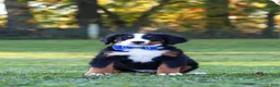 Bernese Mountain Dog dogs for sale: Toby - Ad 7