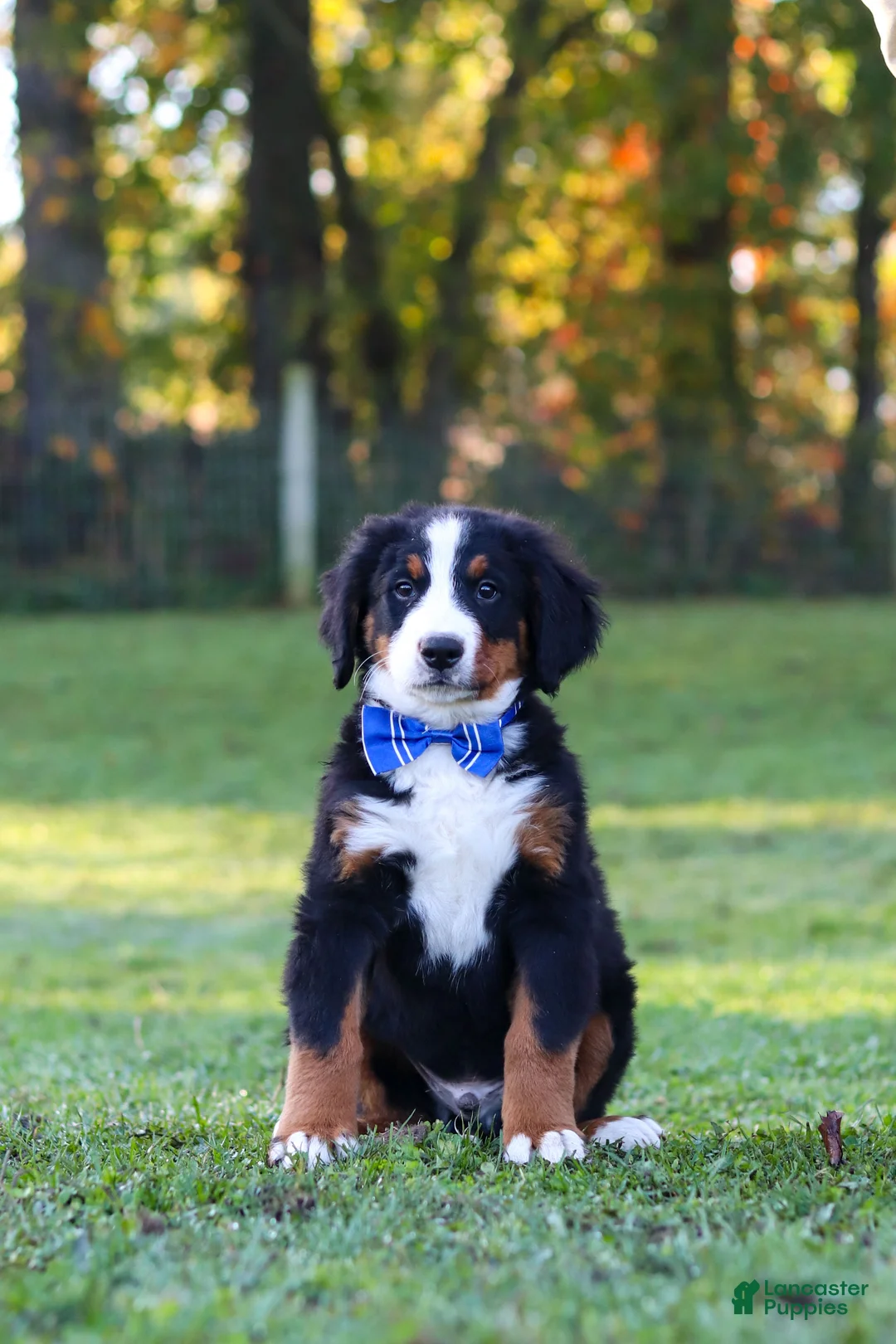 Bernese Mountain Dog dogs for sale: Toby - Ad 7