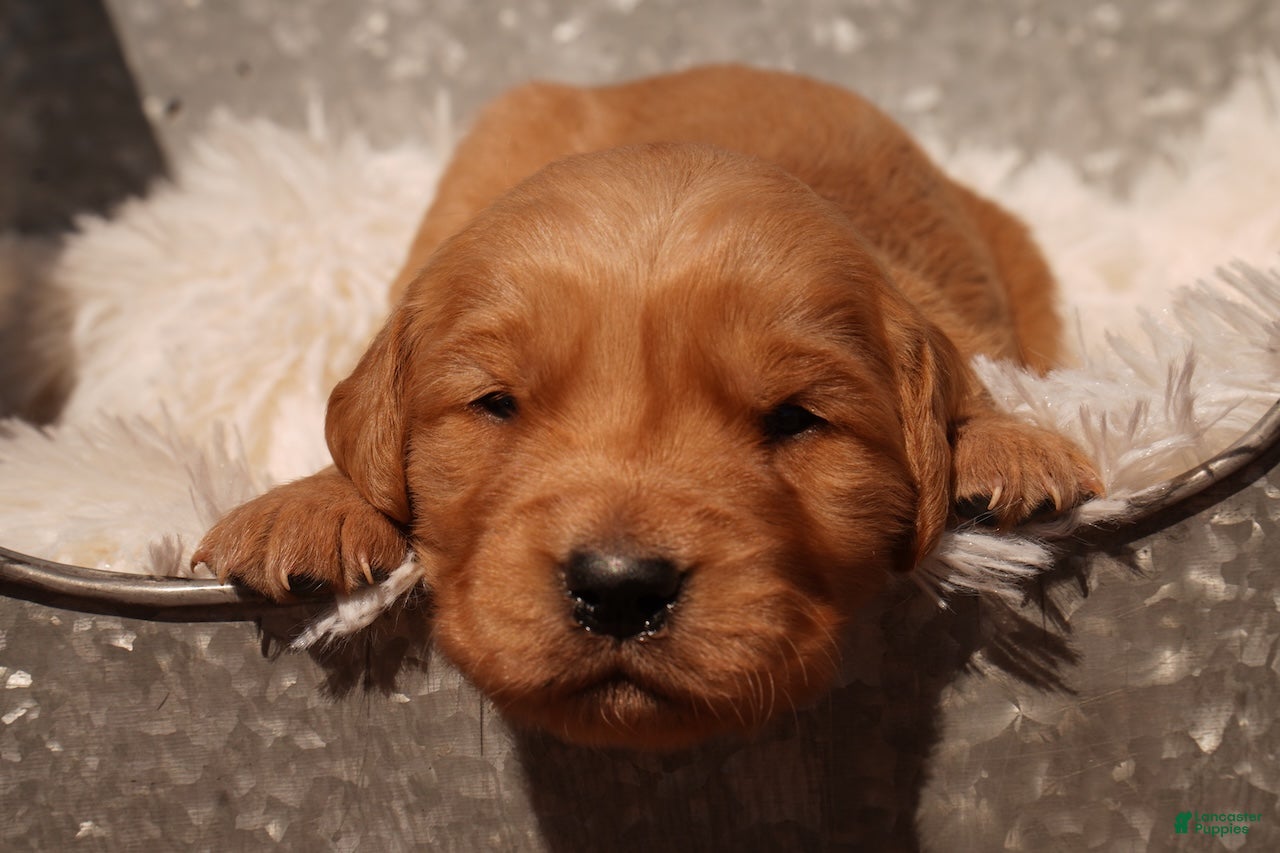 Golden Retriever dogs Liz - AKC, Genetically Clear - Ad 1