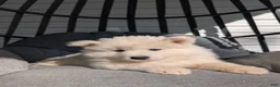 Samoyed dogs for sale: Bentley  - Ad 3