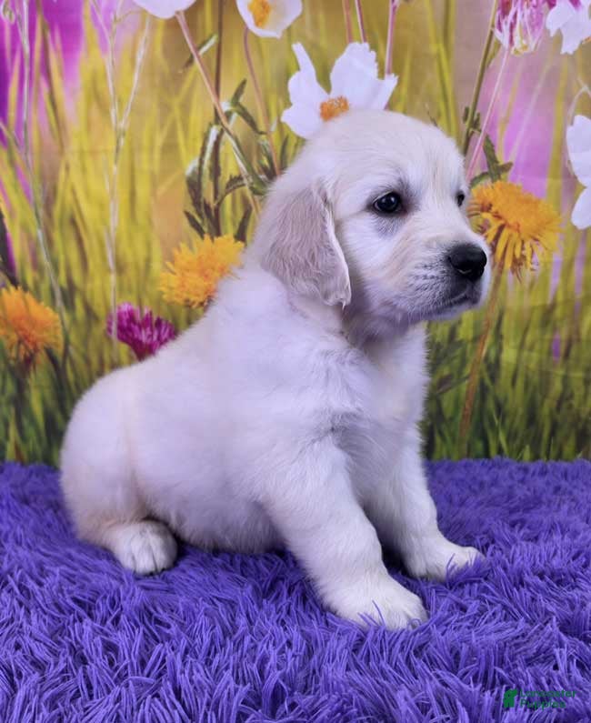 Golden Retriever dogs Maverick - Ad 2