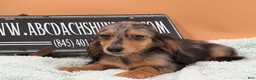 Miniature Dachshund dogs for sale: Miniature Dachshund Puppy 2 - Ad 11