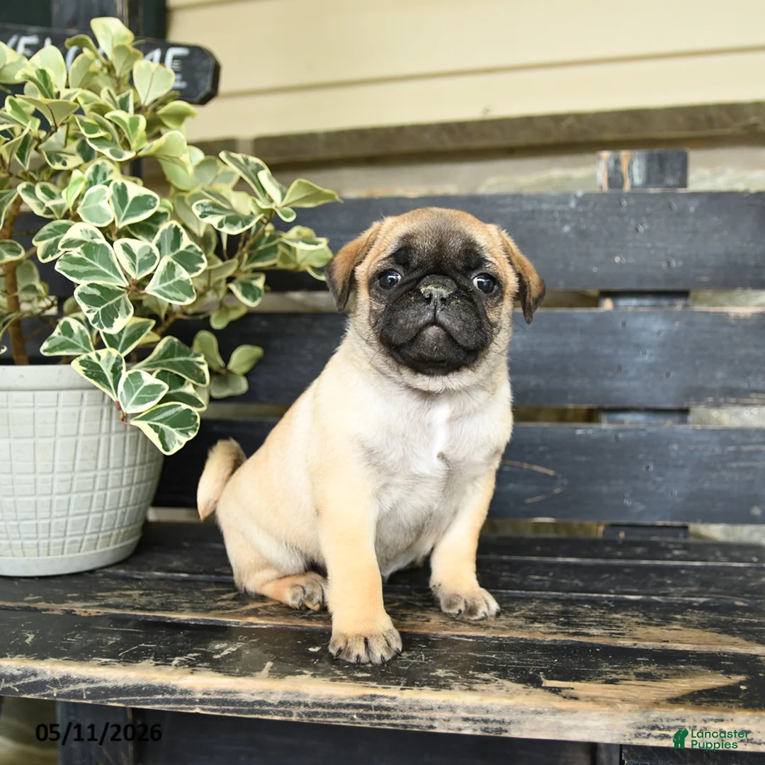 Pug dogs for sale: Rascal - Ad 1