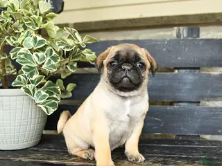 Pug dogs for sale: Rascal - Ad 1