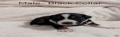 Male- Black Collar