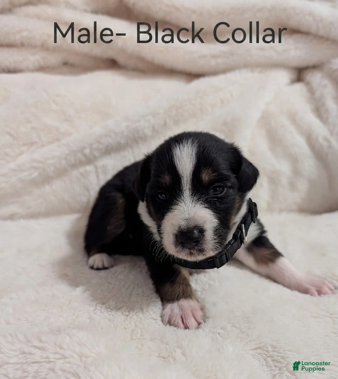 Australian Cattle Dog dogs for sale: Male- Black Collar - Ad 1