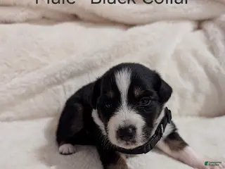 Australian Shepherd dogs for sale: Male- Black Collar - Ad 2