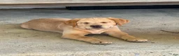 Labrador Retriever dogs for sale: Blossom- Purple collar - Ad 3
