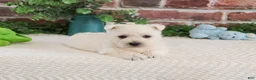 West Highland Terrier dogs for sale: Leo - Ad 2