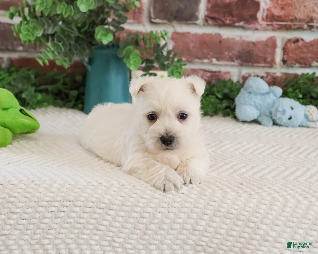 West Highland Terrier dogs for sale: Leo - Ad 2