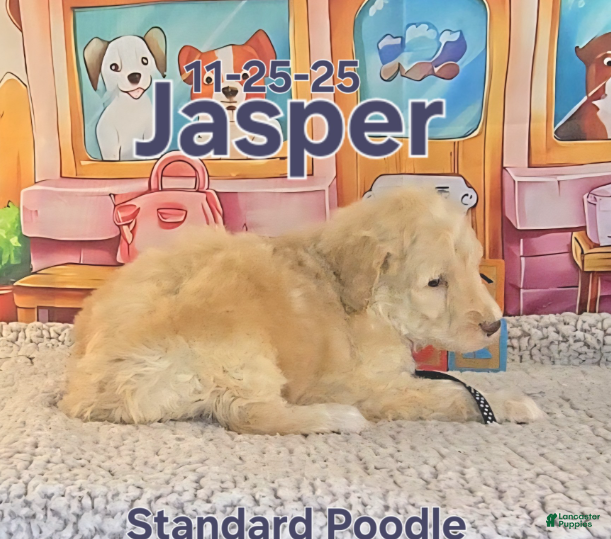Standard Poodle dogs Jasper - Ad 2
