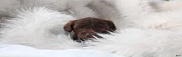 Mixed Breed dogs for sale: Riley - Ad 7