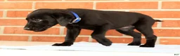 Labrador Retriever dogs for sale: Brinly - Ad 9