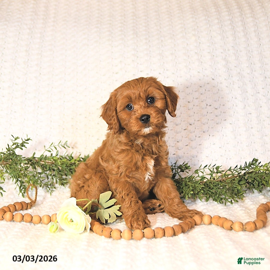 Cavapoo dogs Zander EXTRA SMALL - Ad 1