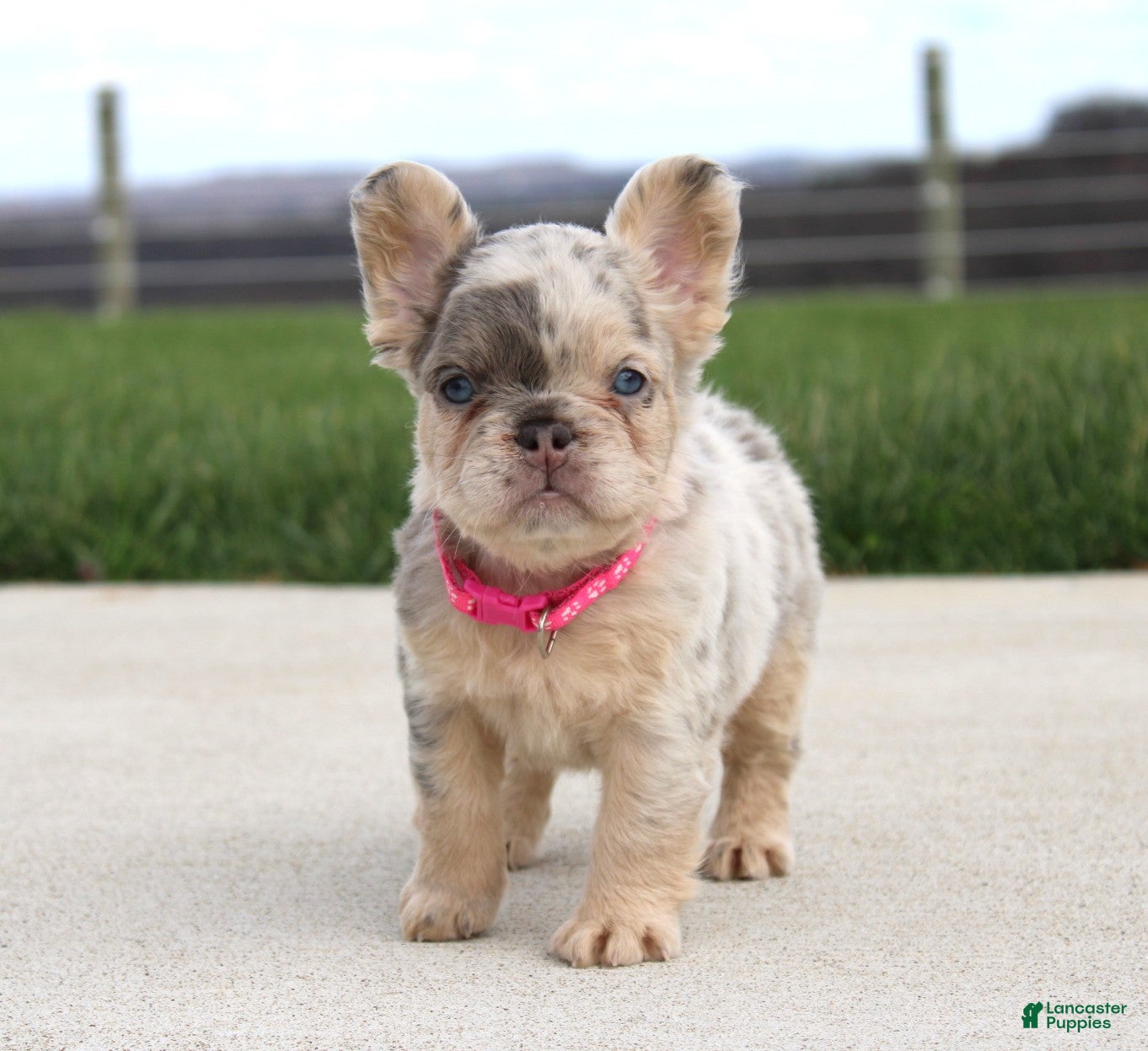 French Bulldog dogs Ariel - Ad 1