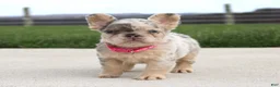 French Bulldog dogs for sale: Ariel - Ad 1
