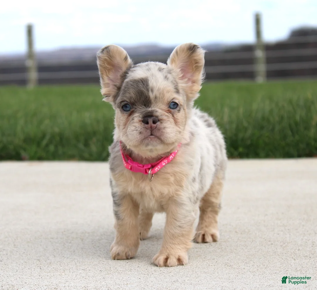 French Bulldog dogs for sale: Ariel - Ad 1