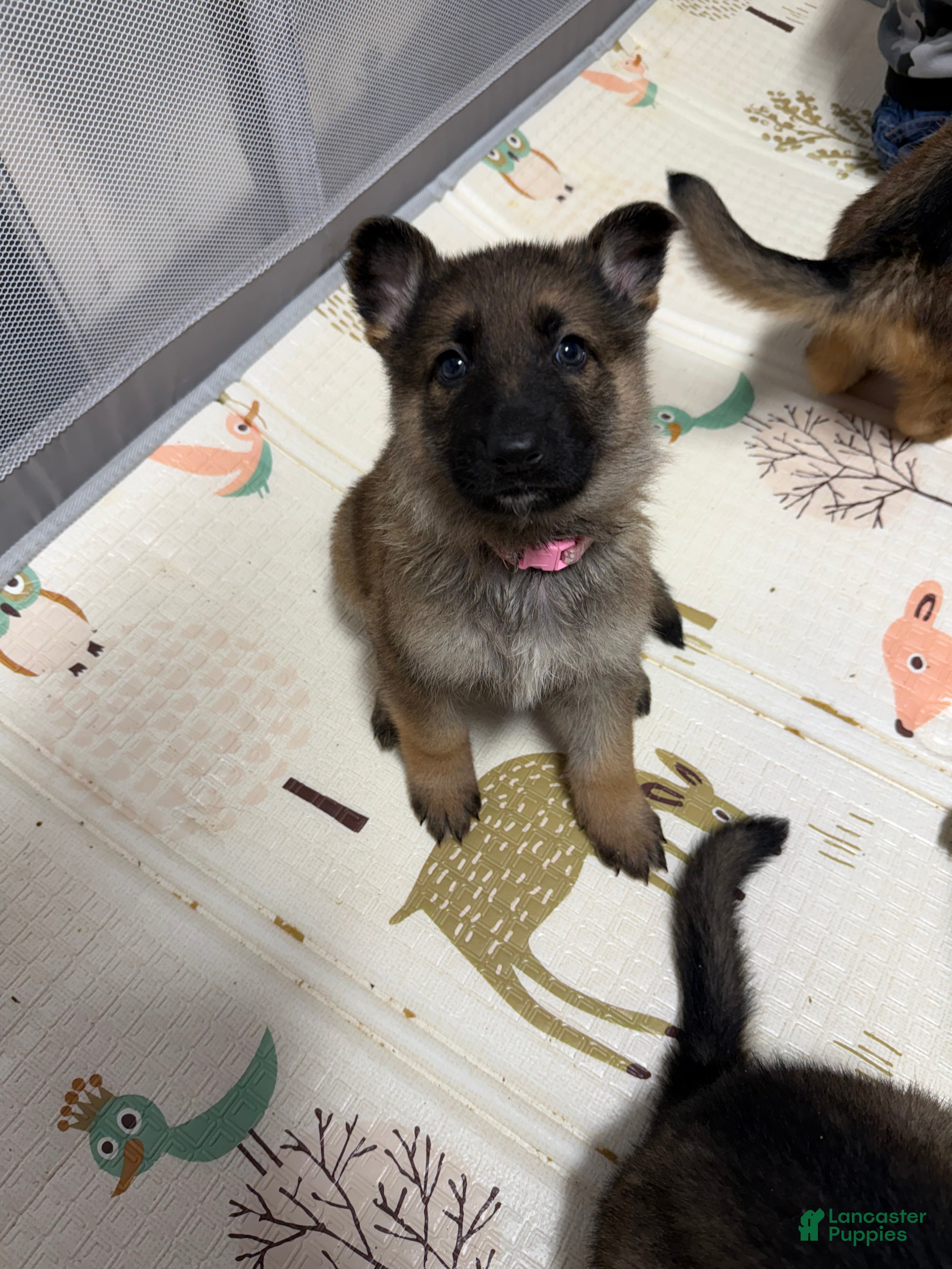 German Shepherd dogs Bella  - Ad 10