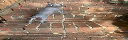 Xoloitzcuintle dogs for sale: Xoloitzcuintle Mini Female - Ad 4