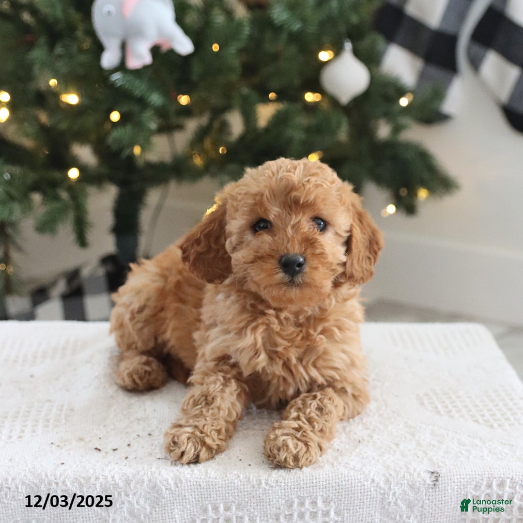 Cockapoo dogs for sale: Addie - Ad 2