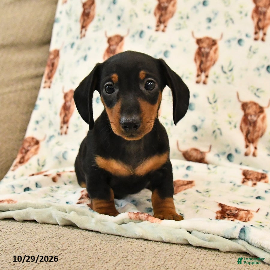 Miniature Dachshund dogs for sale: Toby - Ad 2