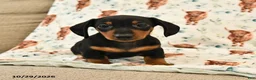 Miniature Dachshund dogs for sale: Toby - Ad 2