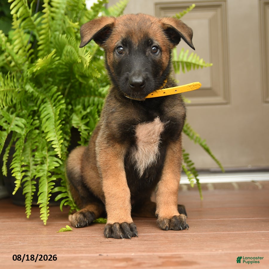 Belgian Malinois dogs Allie - Ad 2