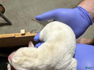 Siberian Husky dogs Ghost - Ad 9